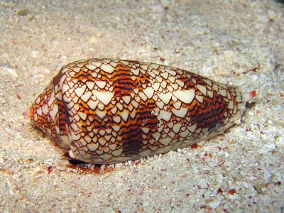 Shell similar to Rule 30
