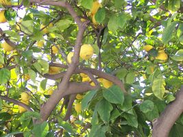 Lemon Tree