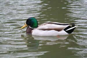 Male Mallard