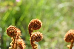 Unravelling Ferns