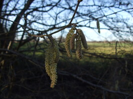 Catkins