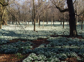 Snowdrops