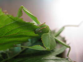 Leaf Insect