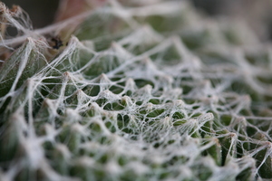 Cobweb Succulent