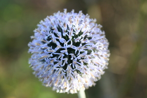 Echinops