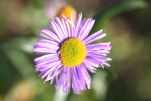 Michaelmas Daisy