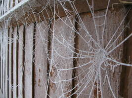 Cobwebs