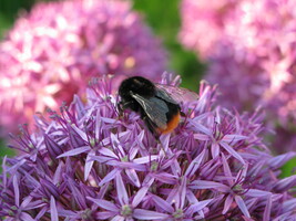 Bee on an Allium