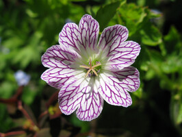 Geranium