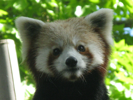 Red Panda