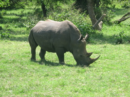 Rhinoceros