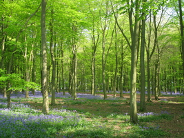 Badbury Clump