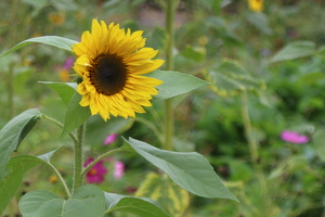 Sunflower