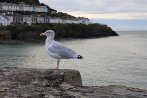 Seagull